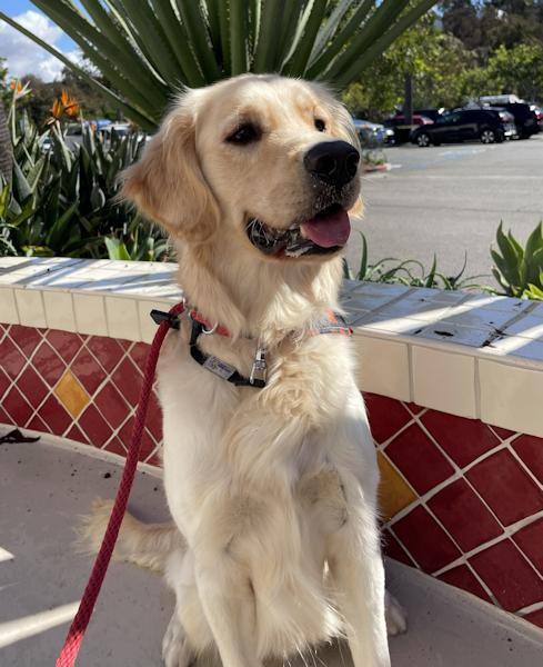 Enlarge Super Sal, an adoptable mixed breed in Los Angeles, CA image 5/5