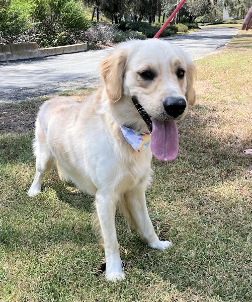 Enlarge Super Sal, an adoptable mixed breed in Los Angeles, CA image 4/5