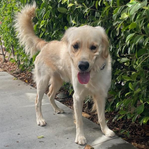 Enlarge Super Sal, an adoptable mixed breed in Los Angeles, CA image 2/5