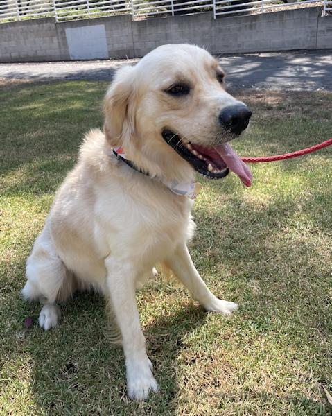 Enlarge Super Sal, an adoptable mixed breed in Los Angeles, CA image 3/5