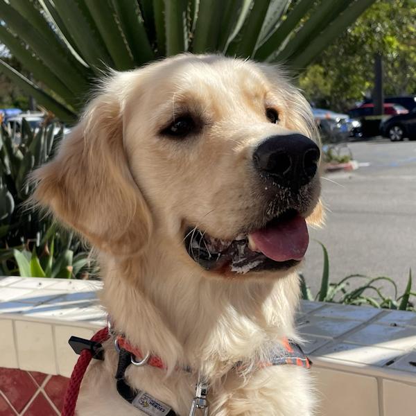Super Sal, adoptable, Adult Male Golden Retriever.