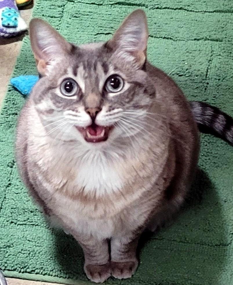 Poppy, Adoptable, Senior Female Domestic Short Hair & Siamese.