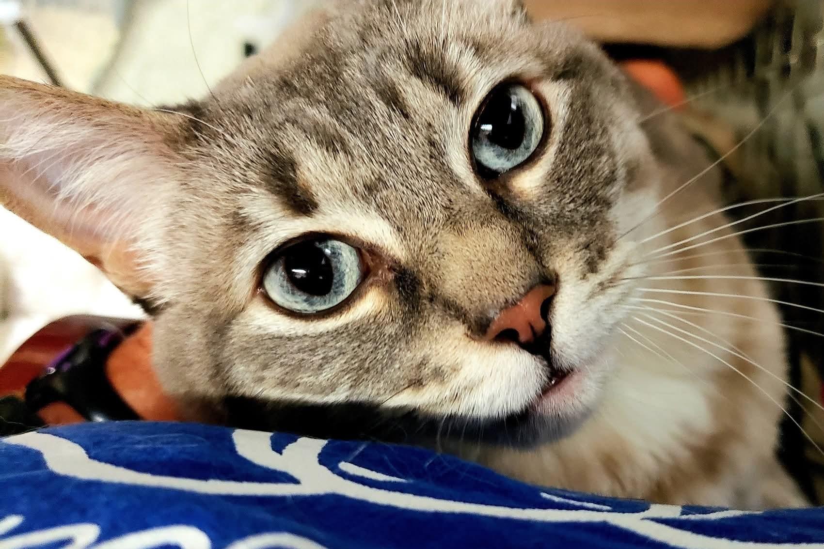 Enlarge Poppy, a Adoptable mixed breed in Eugene, OR image 2/3