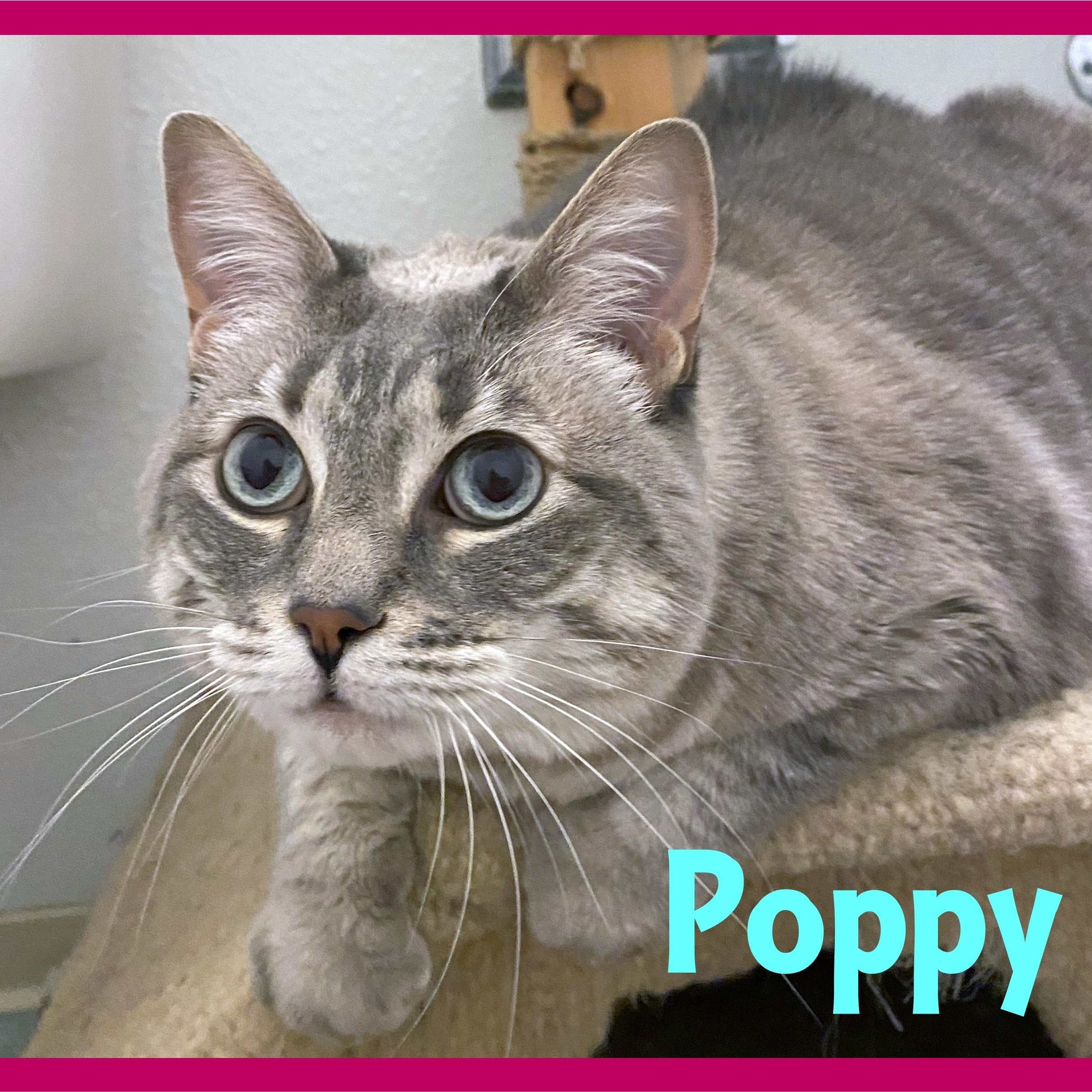 Enlarge Poppy, a Adoptable mixed breed in Eugene, OR image 3/3