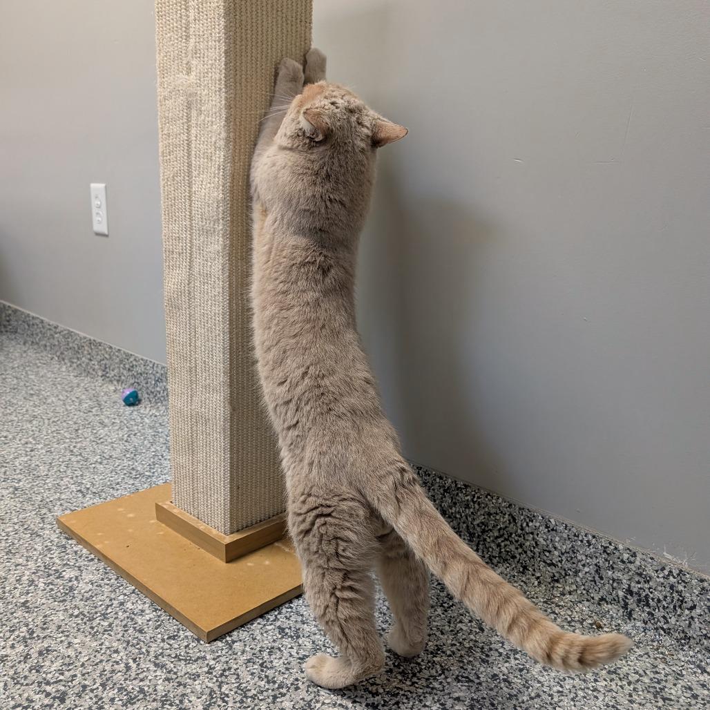 Saber, Adoptable, Adult Male Domestic Short Hair.