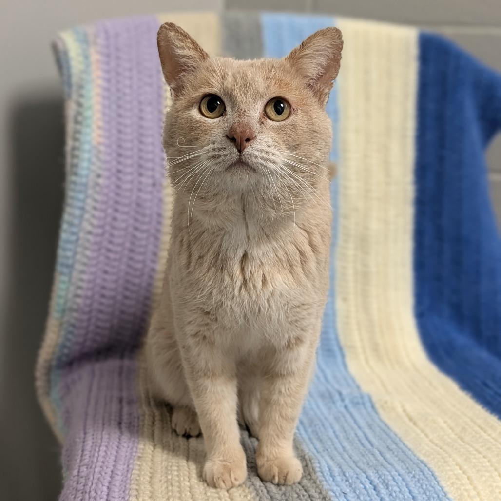 Enlarge Saber, a Adoptable Domestic Short Hair in Brookfield, WI image 2/6