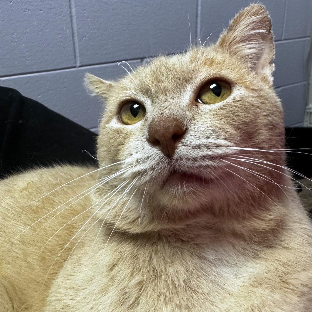 Enlarge Saber, a Adoptable Domestic Short Hair in Brookfield, WI image 3/6