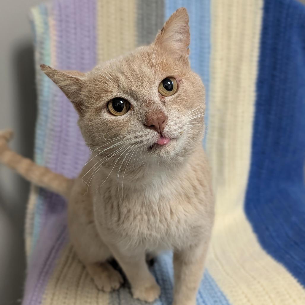 Enlarge Saber, a Adoptable Domestic Short Hair in Brookfield, WI image 4/6