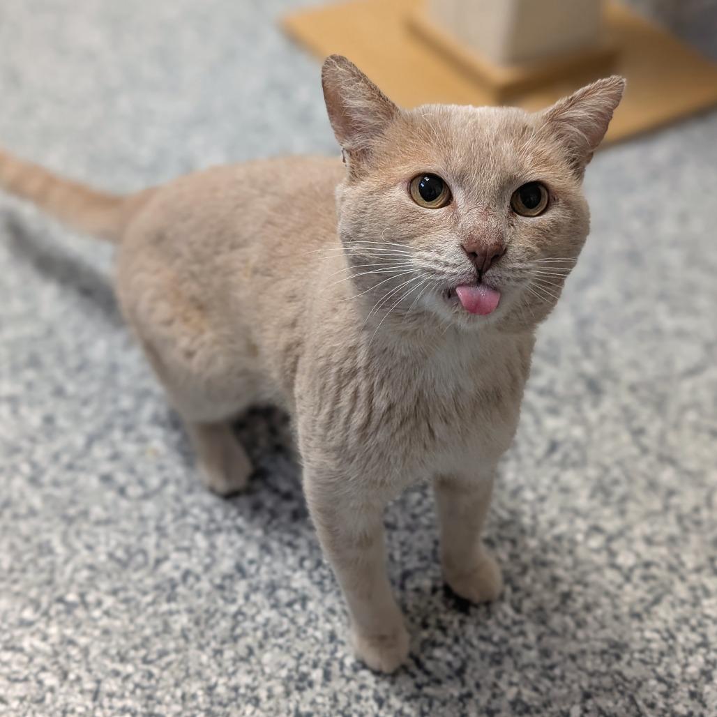 Enlarge Saber, a Adoptable Domestic Short Hair in Brookfield, WI image 6/6