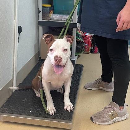 Enlarge Guernsy, a Adoptable mixed breed in Violet, LA image 1/2