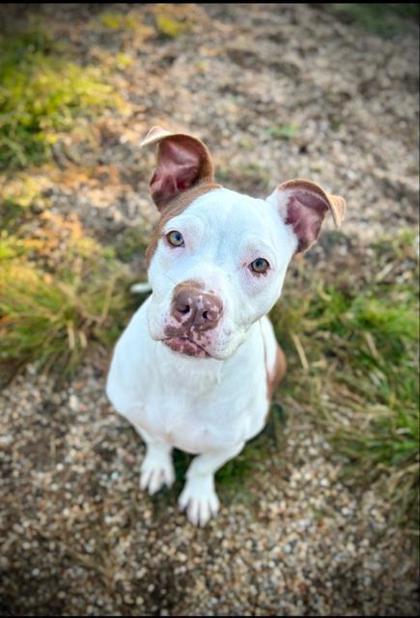 Enlarge Guernsy, a Adoptable mixed breed in Violet, LA image 2/2