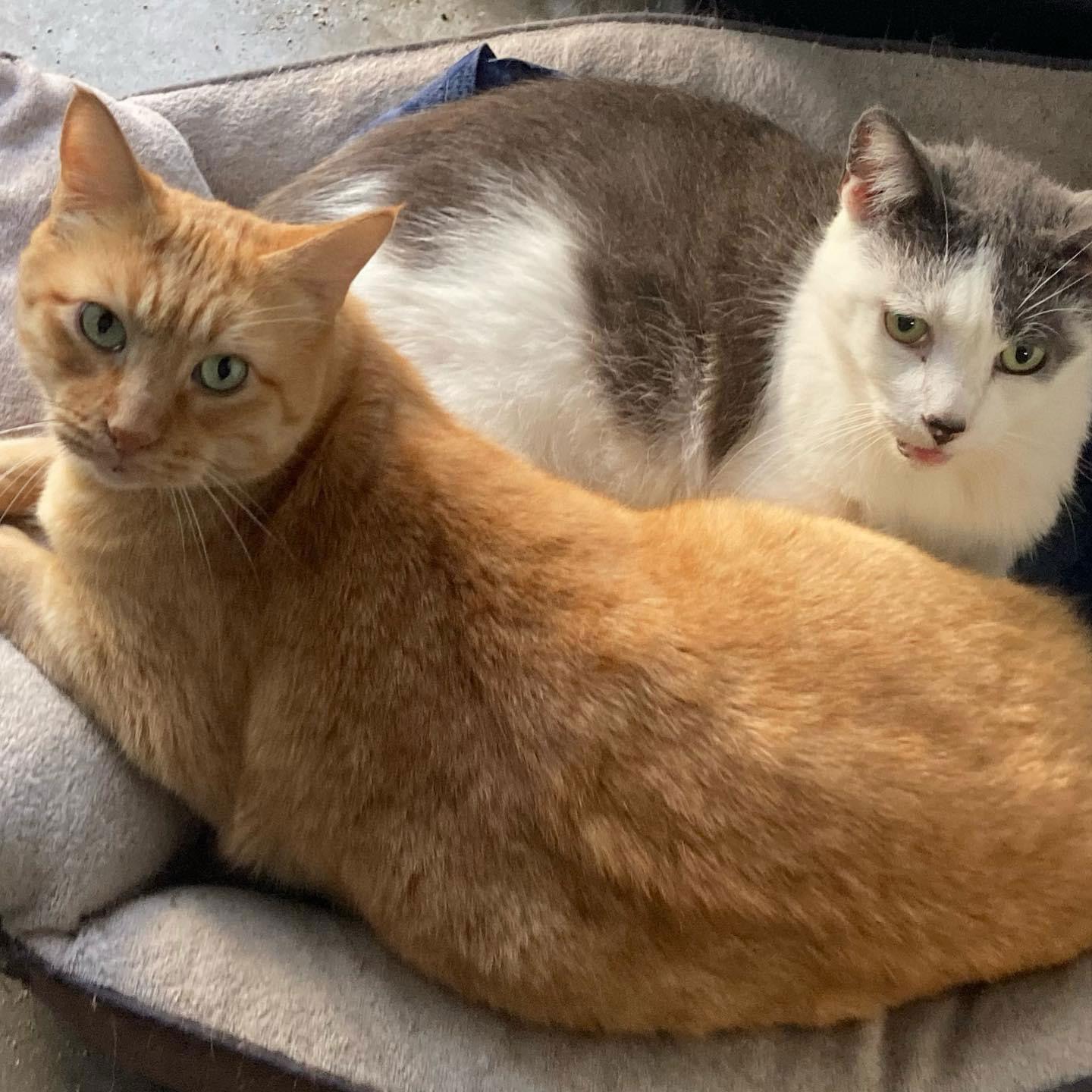 Harley & Barney, a Adoptable Domestic Short Hair in Los Alamitos, CA image 2/4