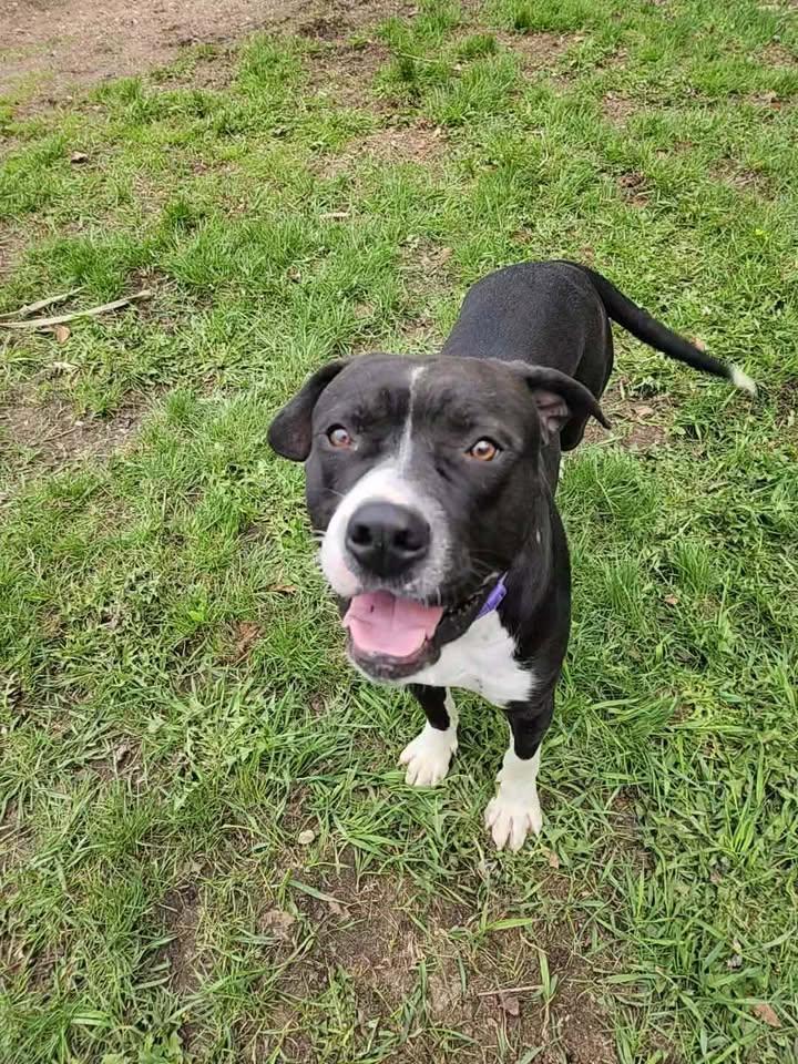 DUKE, ADOPTABLE, Adult Male Pit Bull Terrier & Black Labrador Retriever.