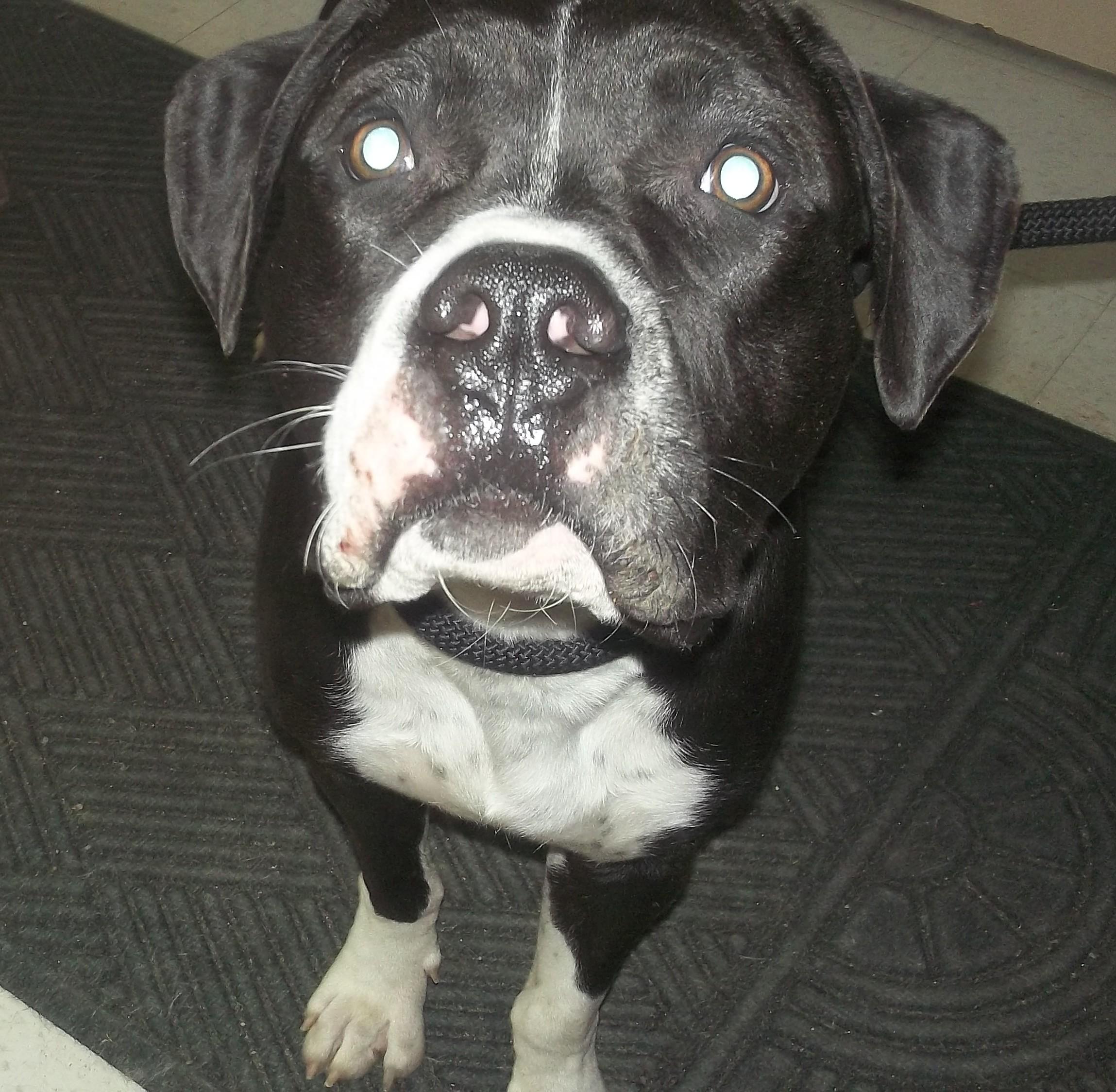 Enlarge DUKE, a ADOPTABLE mixed breed in Reed City, MI image 2/2