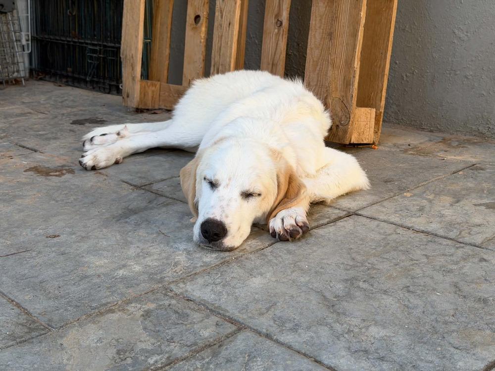 Enlarge Available for Adoption - Clover (MI, USA), a Adoptable mixed breed in Chelsea, MI image 1/6