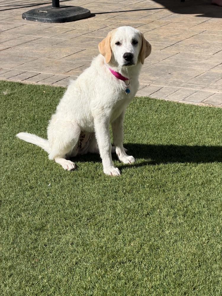 Enlarge Available for Adoption - Clover (MI, USA), a Adoptable mixed breed in Chelsea, MI image 2/6