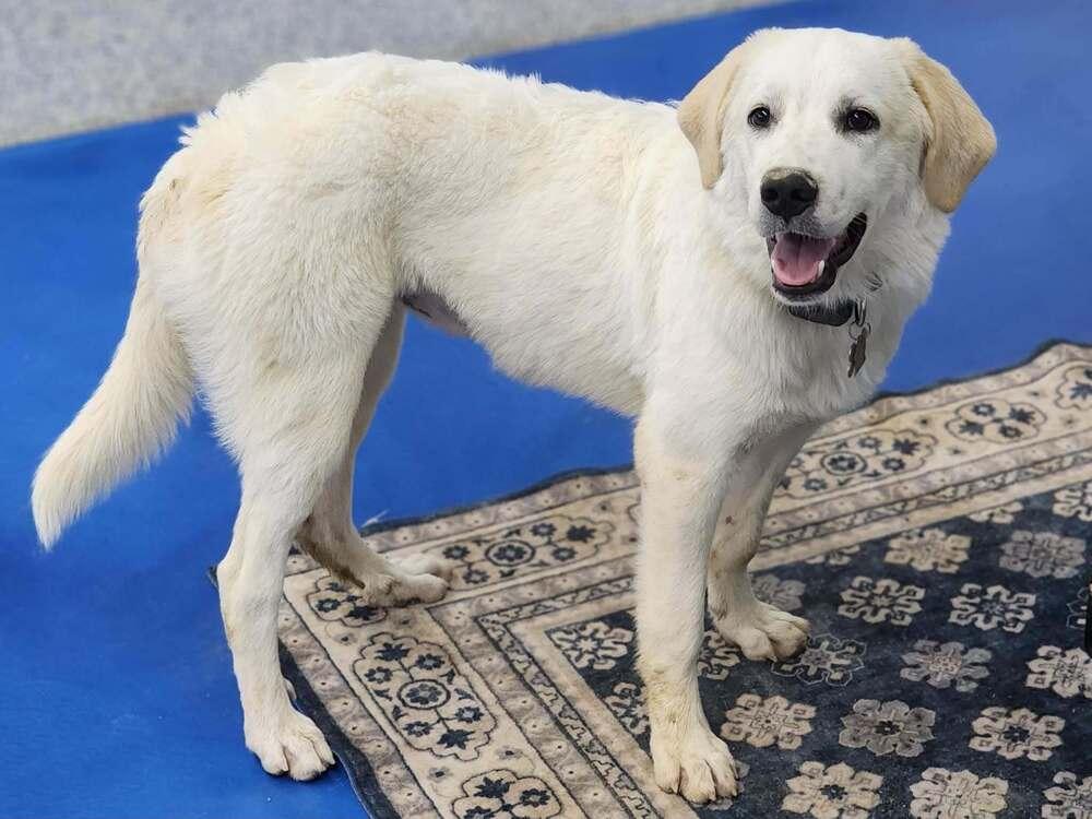 Enlarge Available for Adoption - Clover (MI, USA), a Adoptable mixed breed in Chelsea, MI image 5/6