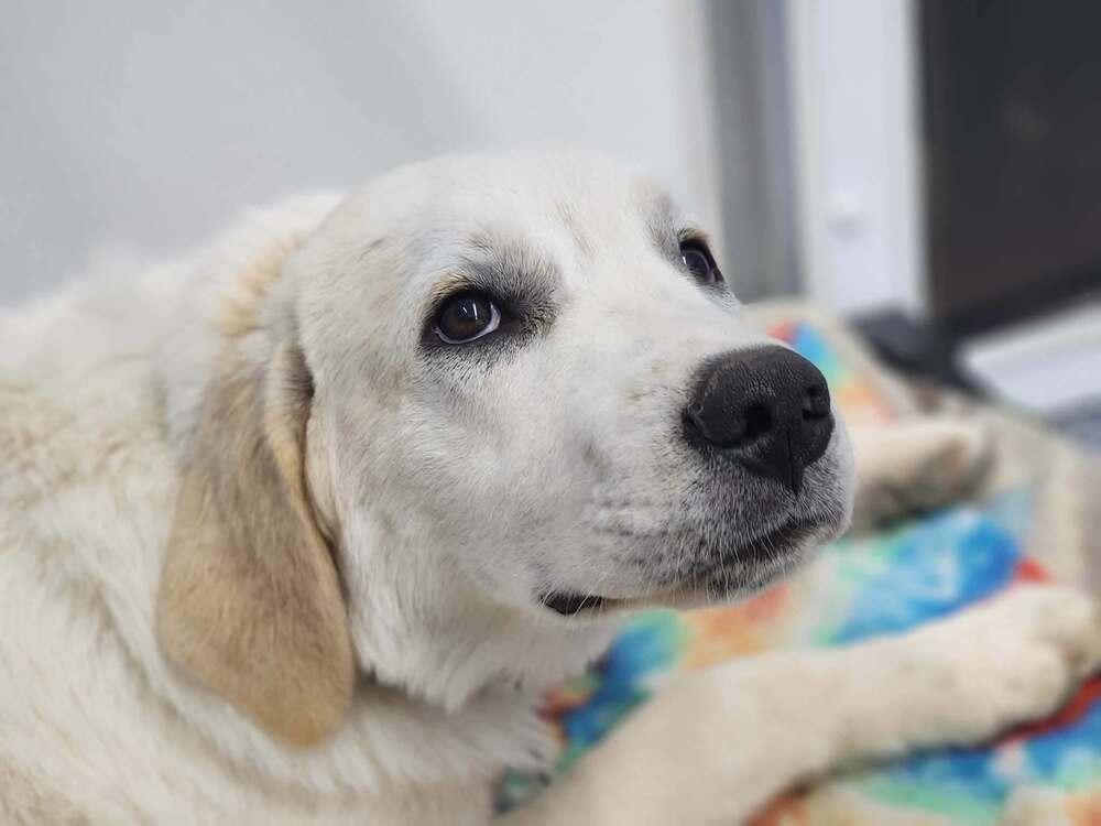 Enlarge Available for Adoption - Clover (MI, USA), a Adoptable mixed breed in Chelsea, MI image 6/6