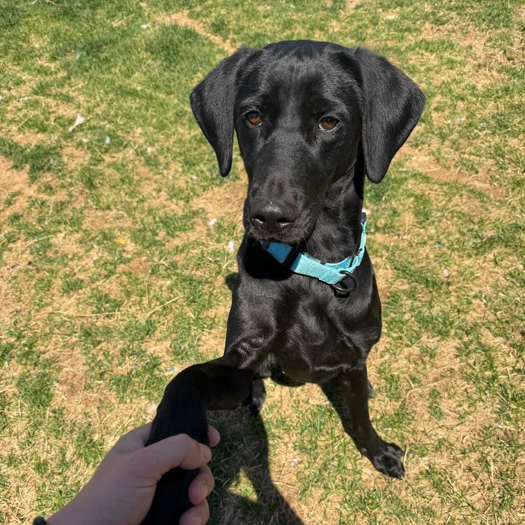 Enlarge Cora, a Adoptable Black Labrador Retriever in Harrisonburg, VA image 1/6
