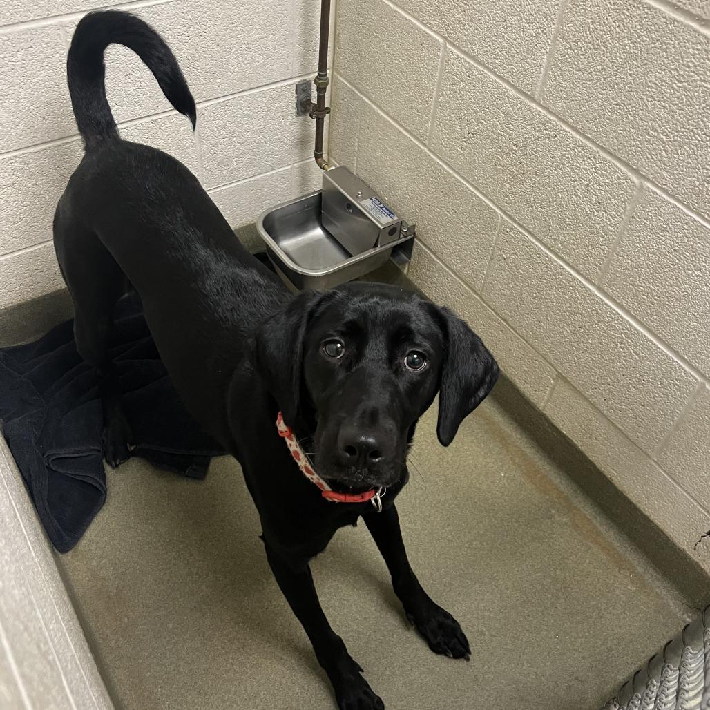 Enlarge Cora, a Adoptable Black Labrador Retriever in Harrisonburg, VA image 2/6