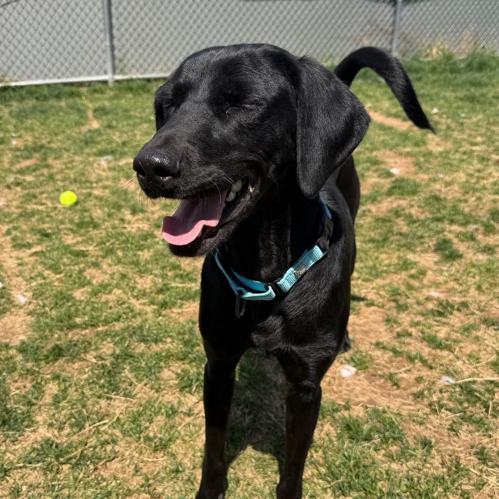 Enlarge Cora, a Adoptable Black Labrador Retriever in Harrisonburg, VA image 3/6