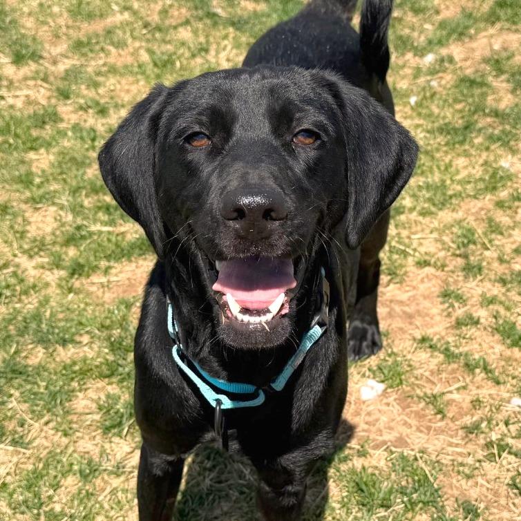 Enlarge Cora, a Adoptable Black Labrador Retriever in Harrisonburg, VA image 4/6