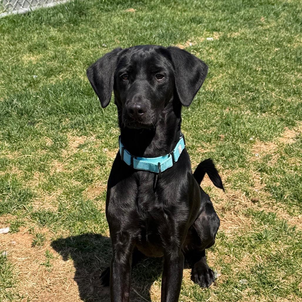 Enlarge Cora, a Adoptable Black Labrador Retriever in Harrisonburg, VA image 5/6