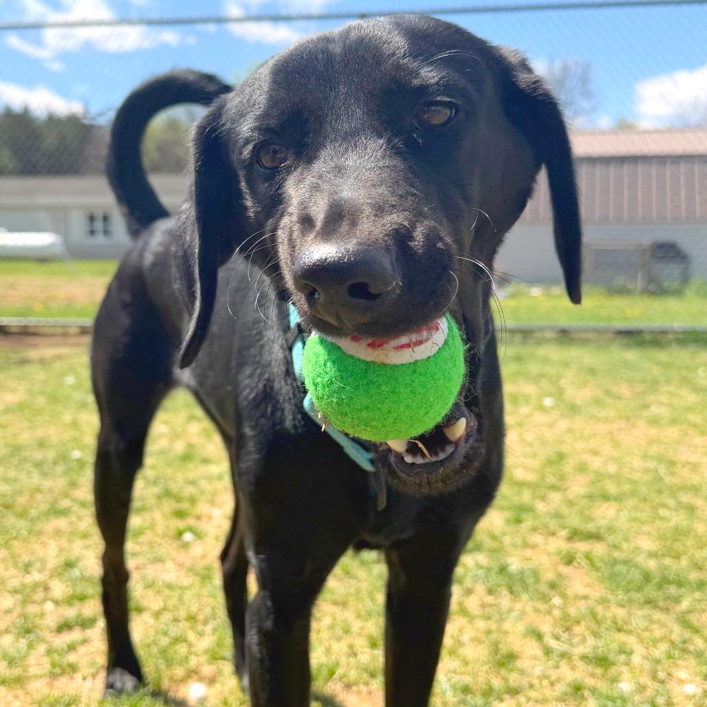 Enlarge Cora, a Adoptable Black Labrador Retriever in Harrisonburg, VA image 6/6