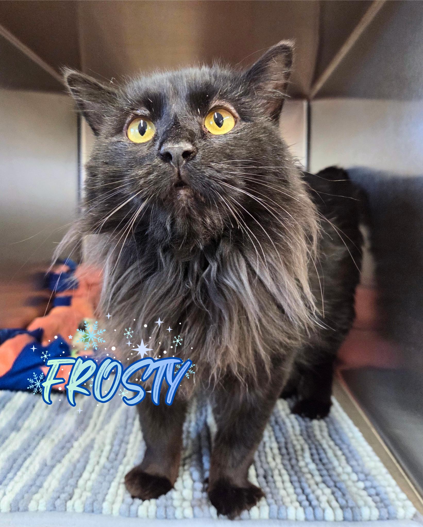 Enlarge Frosty, an adopted Domestic Long Hair in Nevada, IA image 1/1