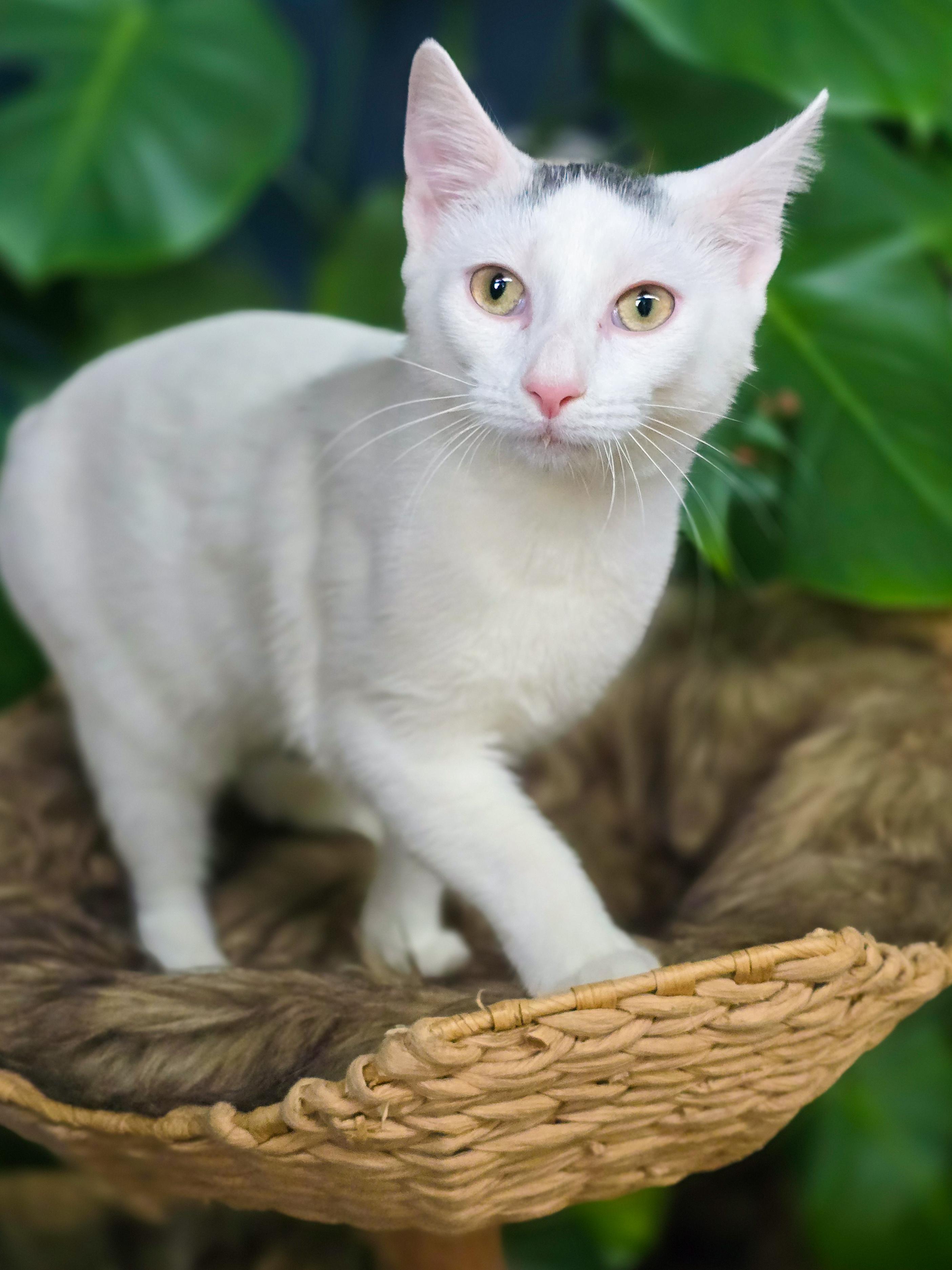 Enlarge Tad, a Adoptable Domestic Short Hair in Mullica Hill, NJ image 3/5