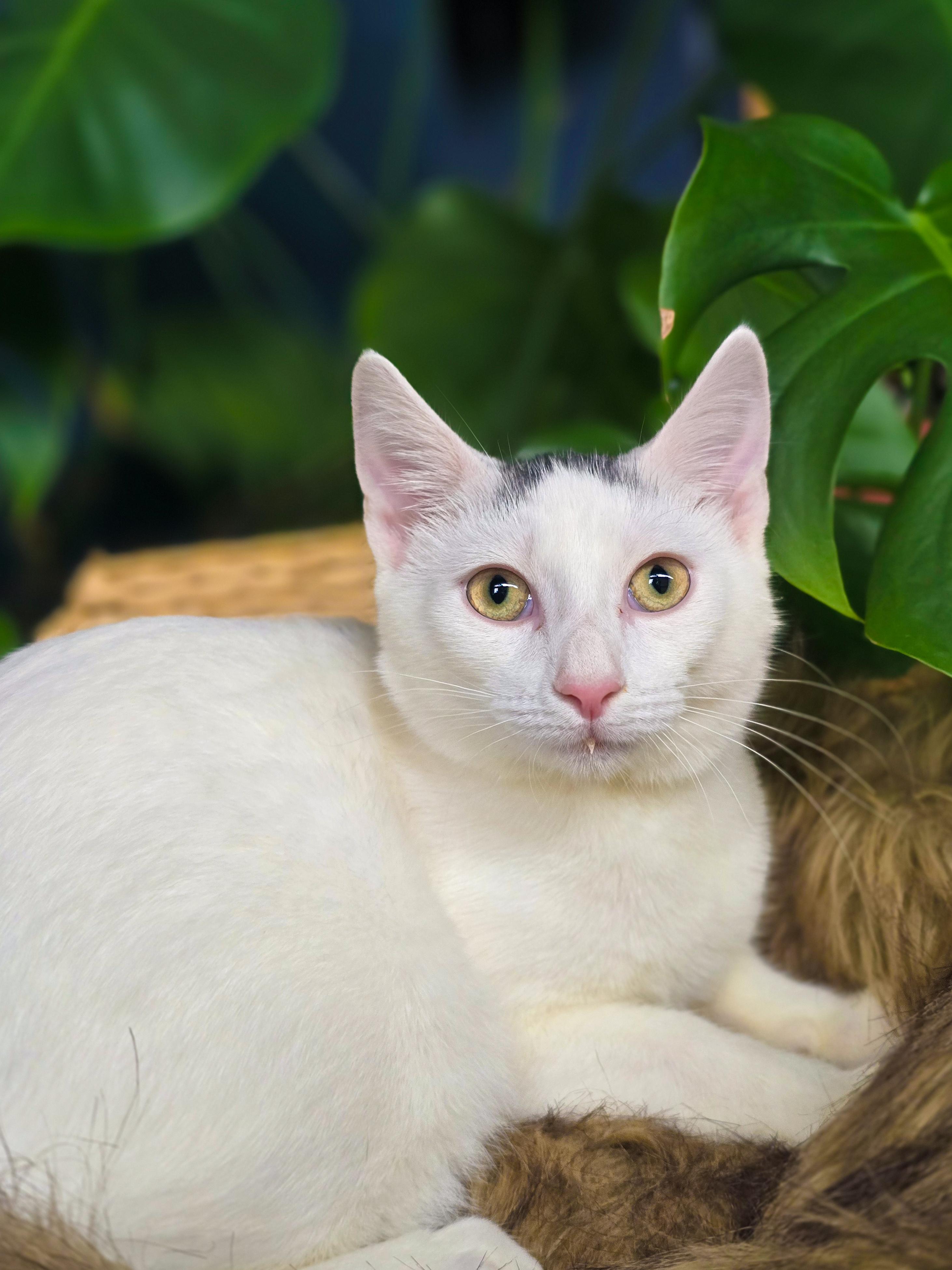 Enlarge Tad, a Adoptable Domestic Short Hair in Mullica Hill, NJ image 2/5