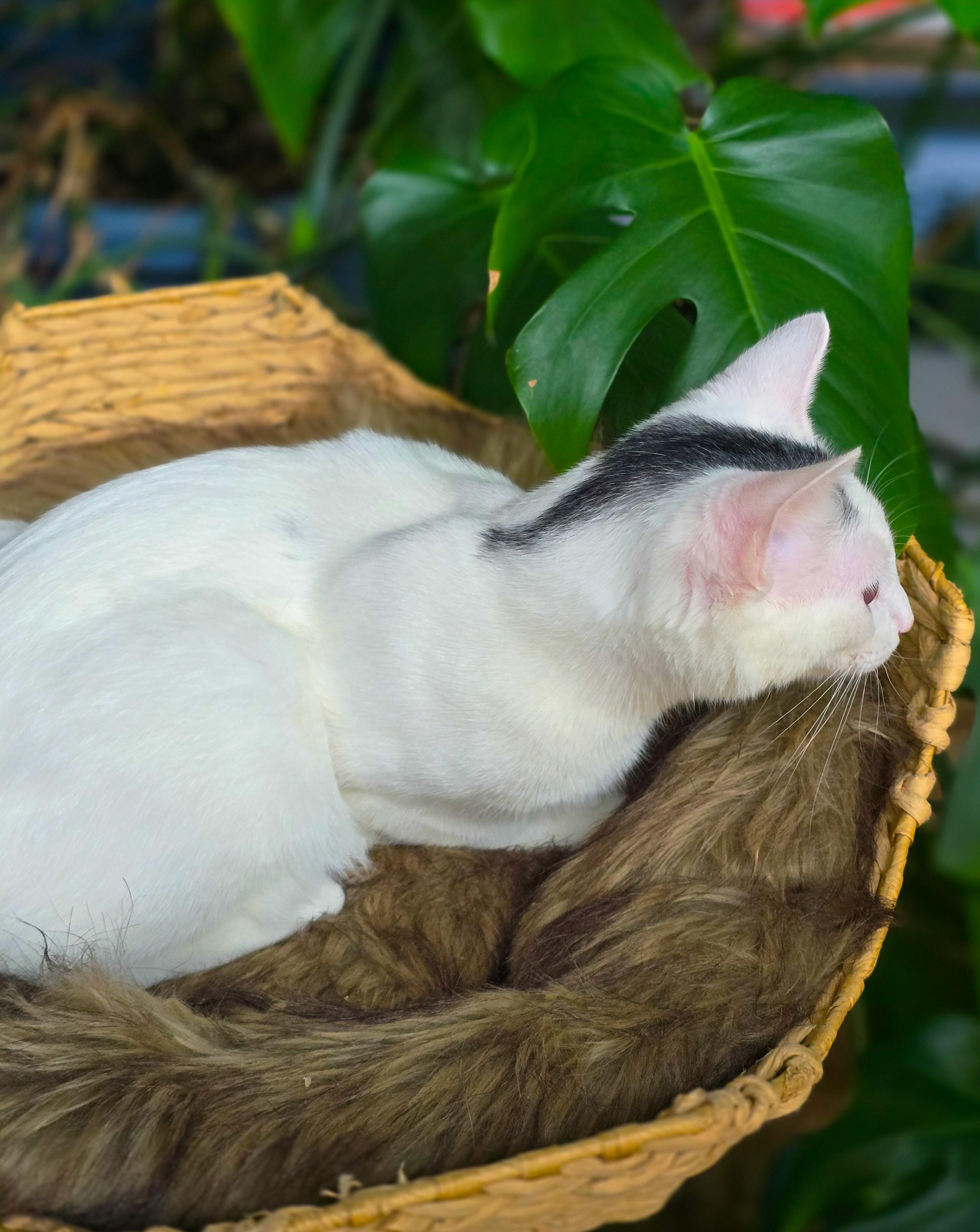 Enlarge Tad, a Adoptable Domestic Short Hair in Mullica Hill, NJ image 5/5