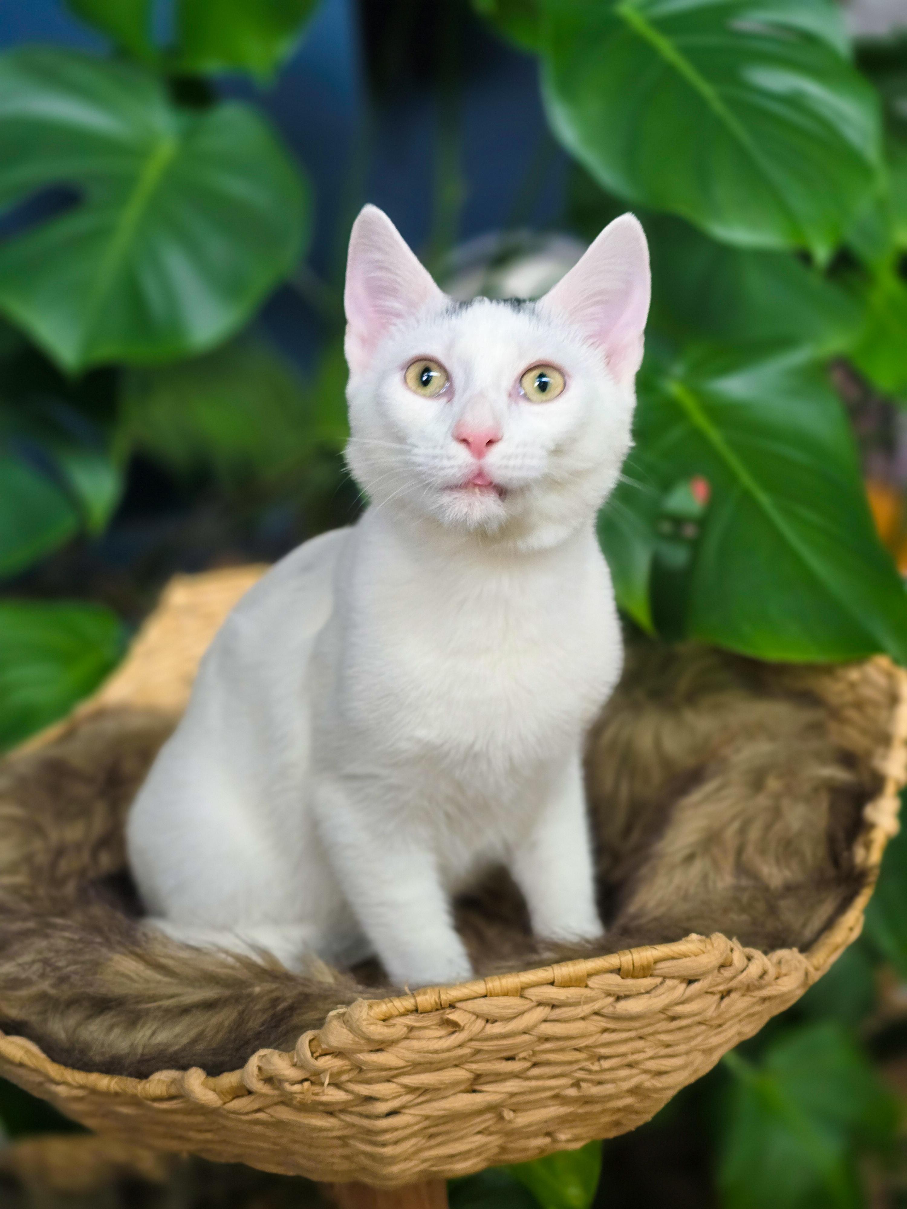 Tad, Adoptable, Kitten Male Domestic Short Hair.