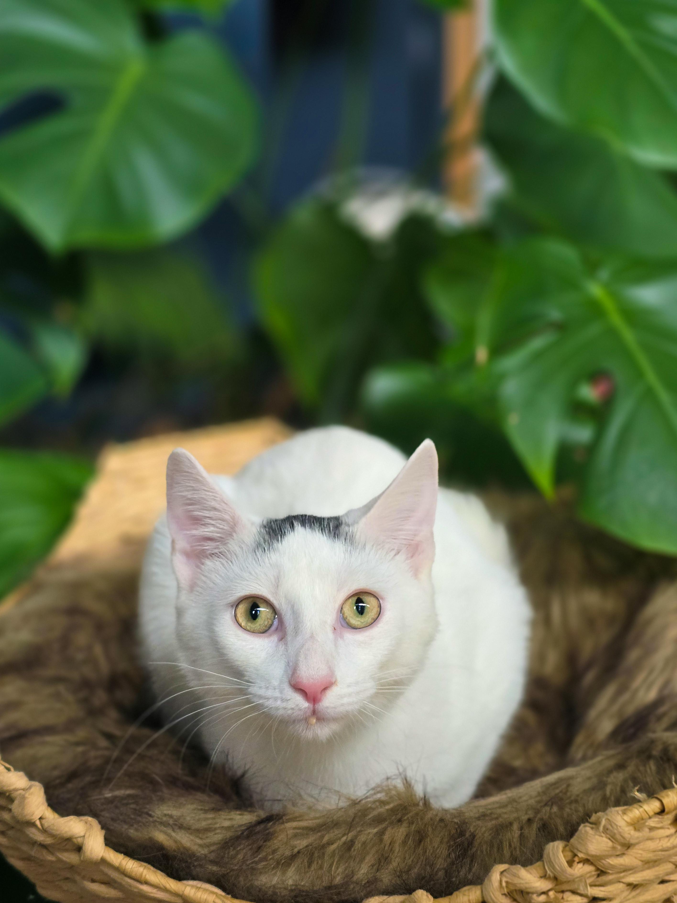 Enlarge Tad, a Adoptable Domestic Short Hair in Mullica Hill, NJ image 4/5