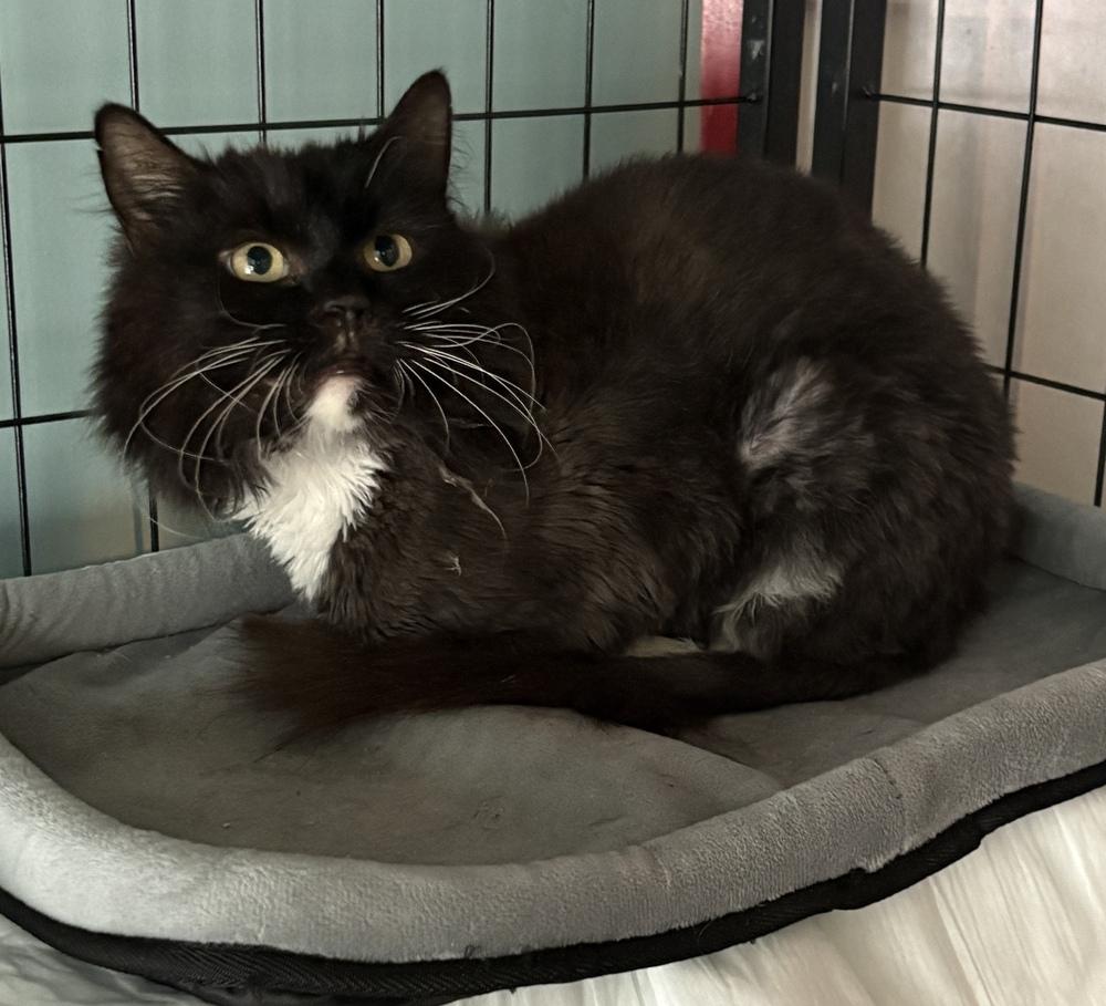 Tabitha, Adoptable, Adult Female Domestic Long Hair.