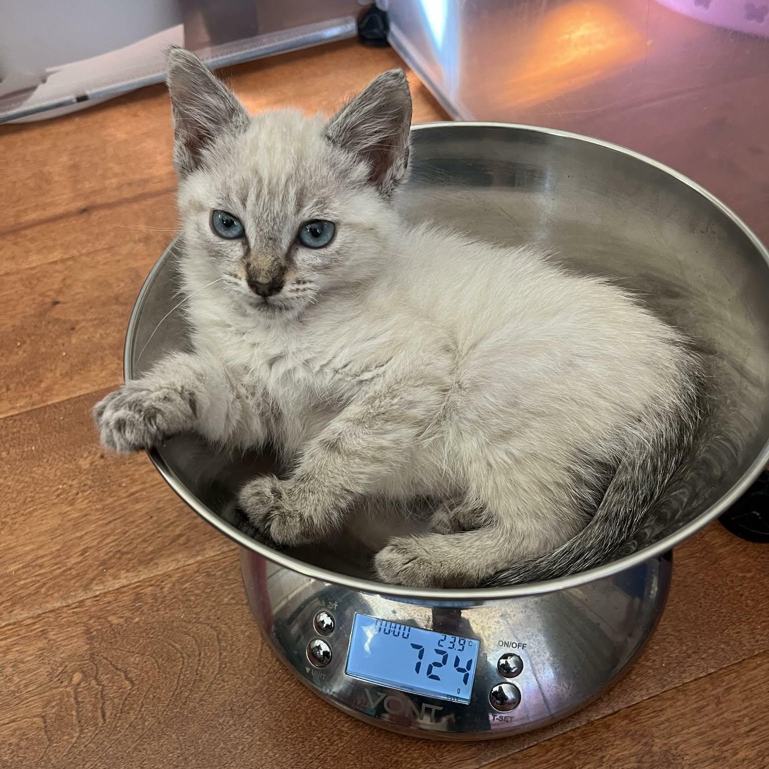 Enlarge Callum, an adopted mixed breed in Santa Clara, CA image 3/4