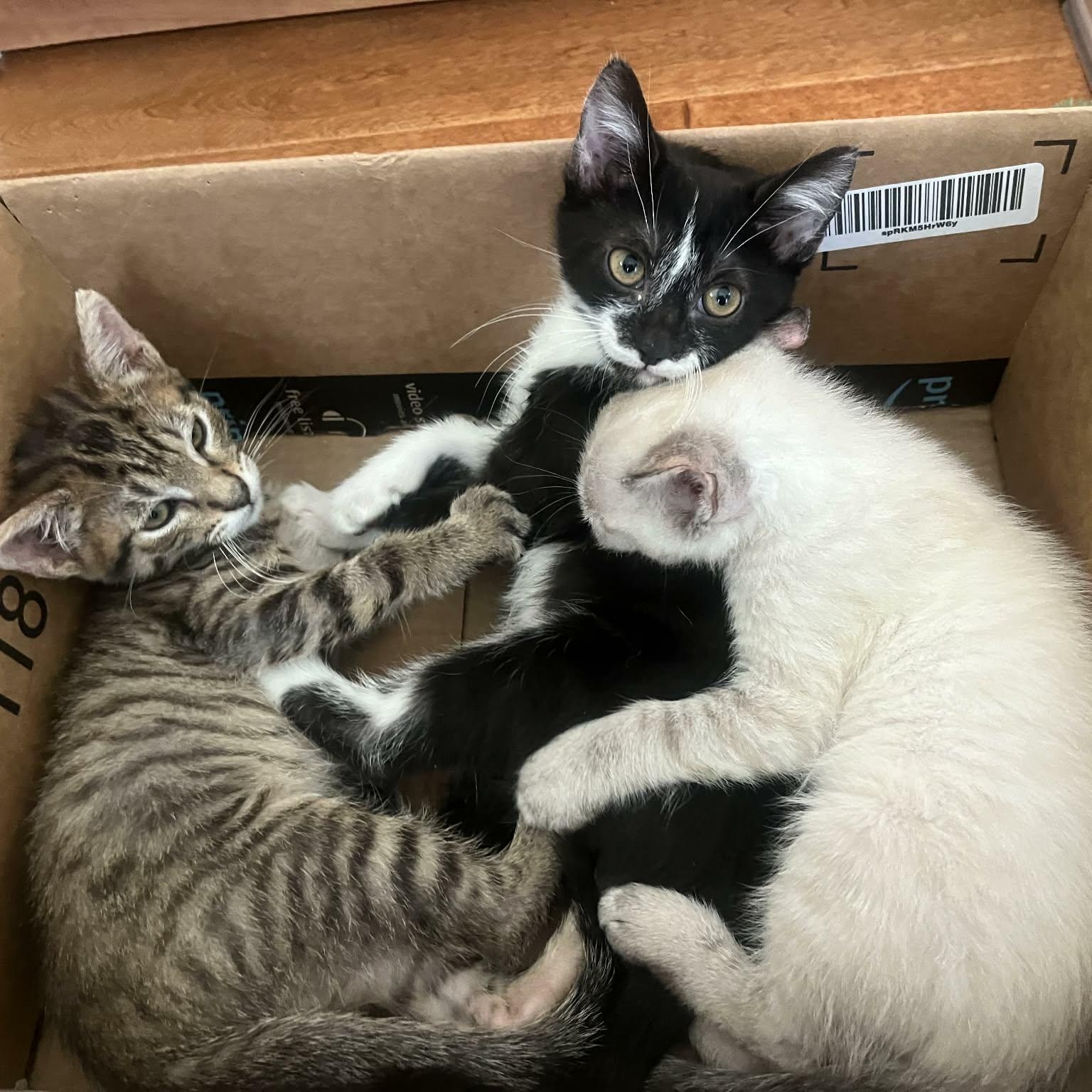 Enlarge Callum, an adopted mixed breed in Santa Clara, CA image 4/4