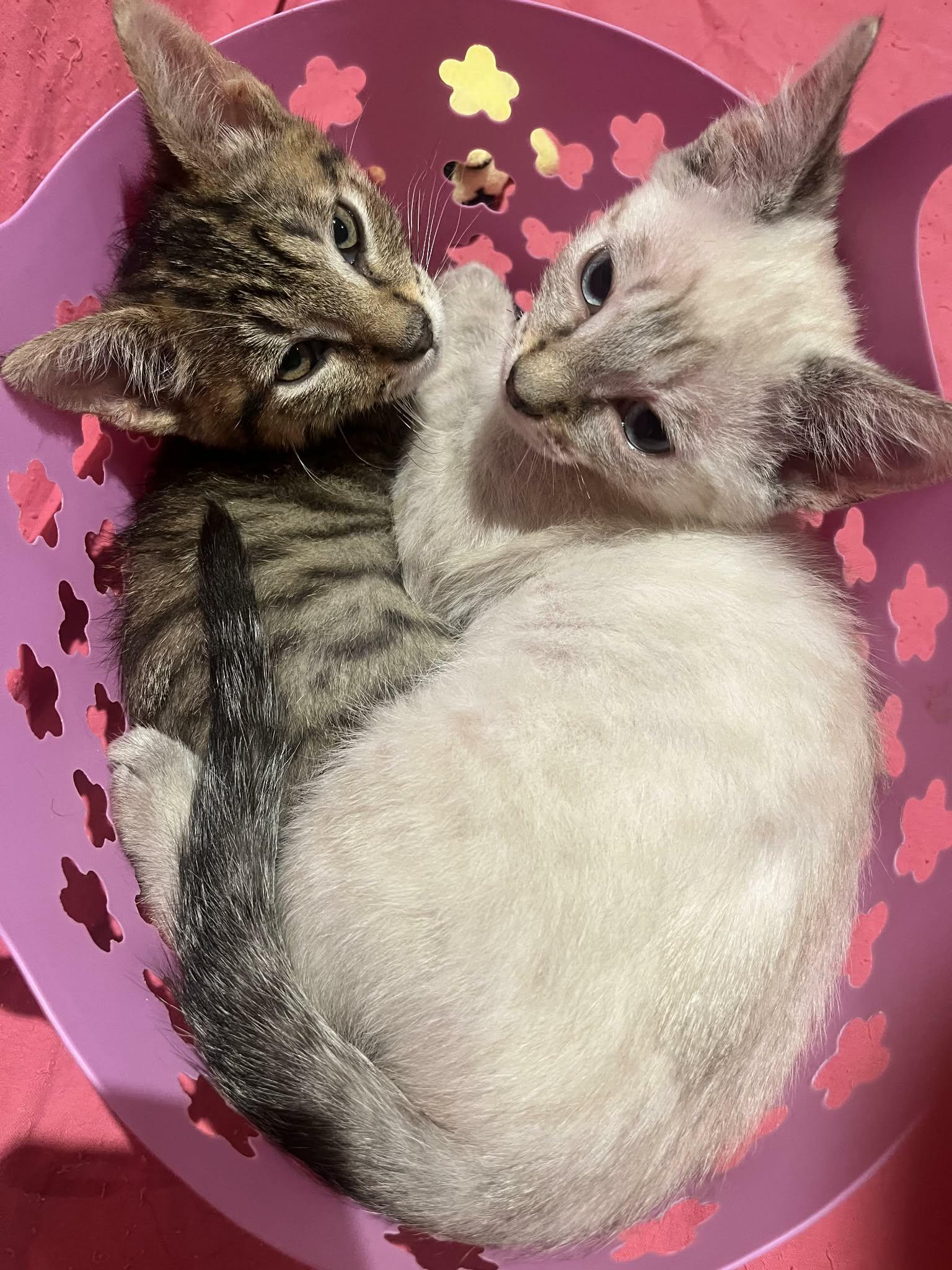 Enlarge Callum, an adopted mixed breed in Santa Clara, CA image 2/4