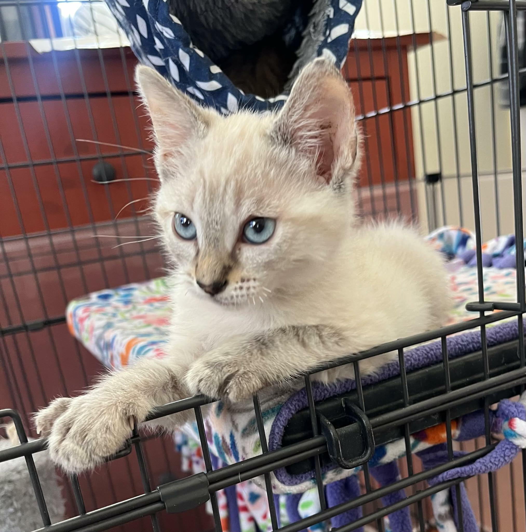 Callum, adopted, Kitten Male Domestic Short Hair & Siamese.