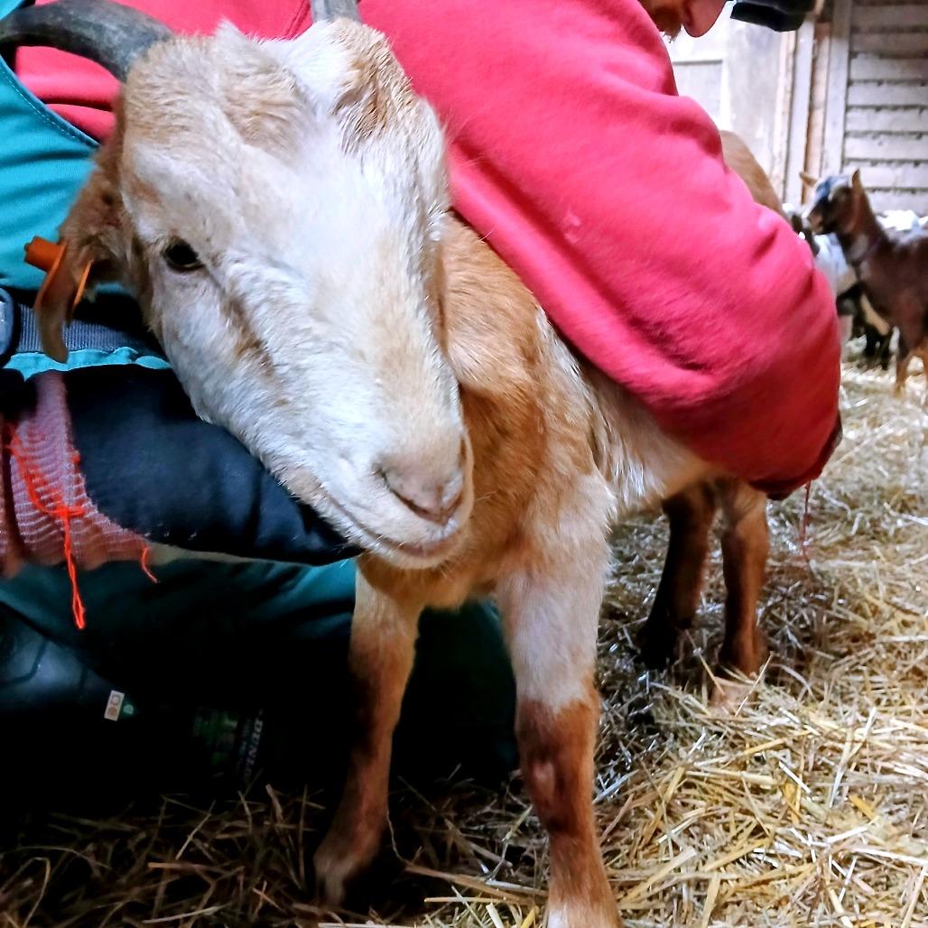Bubbles, Adoptable, Adult Female Goat & GoatOther.