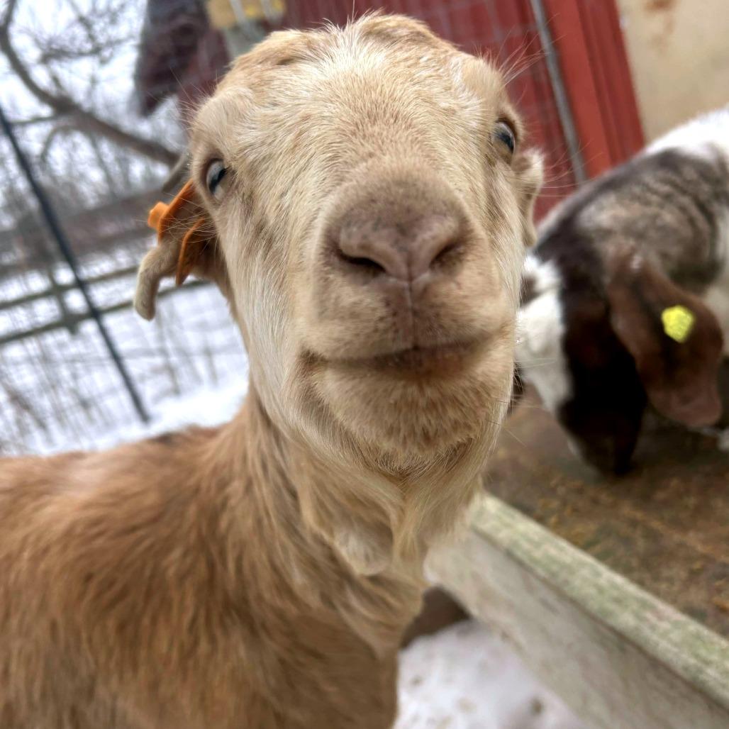 Enlarge Bubbles, a Adoptable mixed breed in Fairport, NY image 2/2