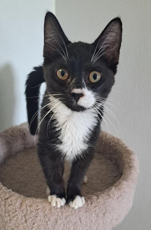 Jackson, Adoptable, Kitten Male Domestic Short Hair.