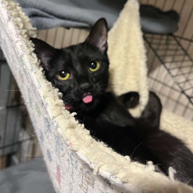 Enlarge Toast, a Adopted Domestic Short Hair in Bridgeville, PA image 1/12