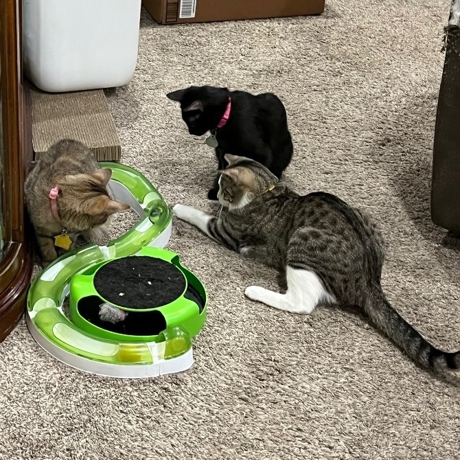 Enlarge Toast, a Adopted Domestic Short Hair in Bridgeville, PA image 2/12