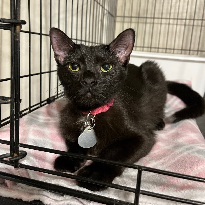 Enlarge Toast, a Adopted Domestic Short Hair in Bridgeville, PA image 3/12