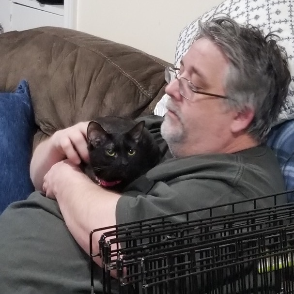 Enlarge Toast, a Adopted Domestic Short Hair in Bridgeville, PA image 4/12