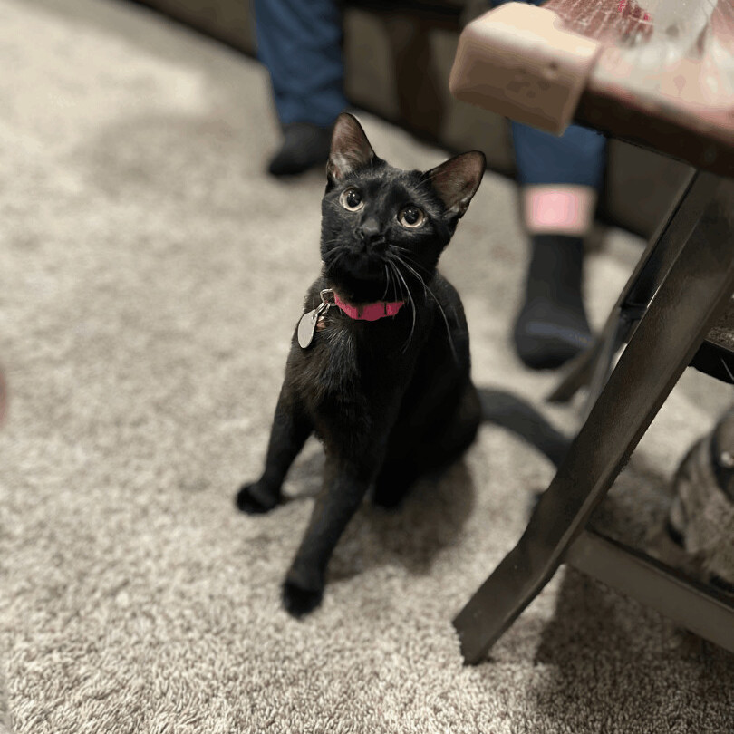 Enlarge Toast, a Adopted Domestic Short Hair in Bridgeville, PA image 5/12