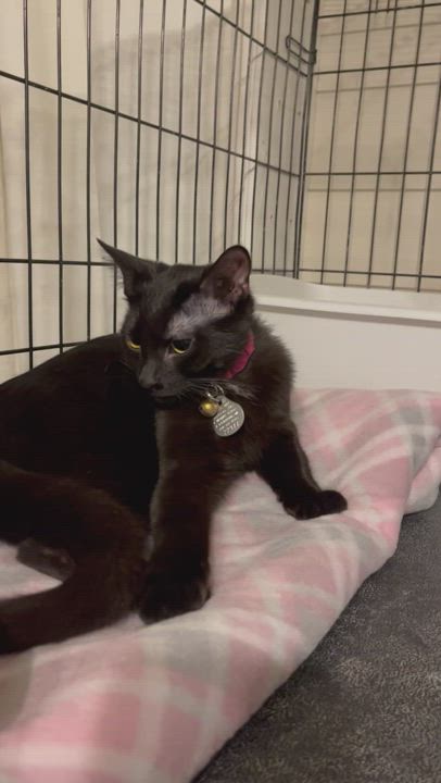 Enlarge Toast, a Adopted Domestic Short Hair in Bridgeville, PA video 12/12