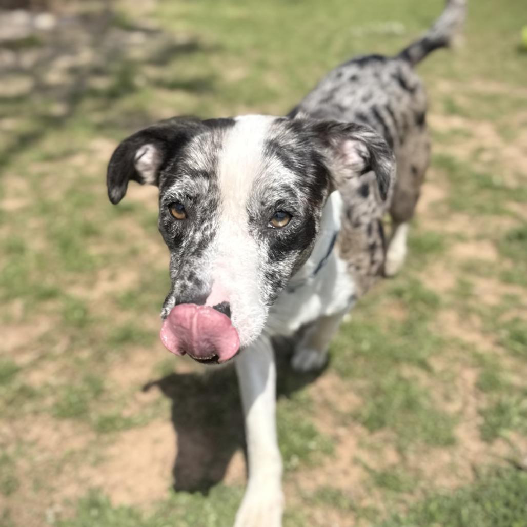 Angelica, Adoptable, Adult Female Catahoula Leopard Dog & Mixed Breed.