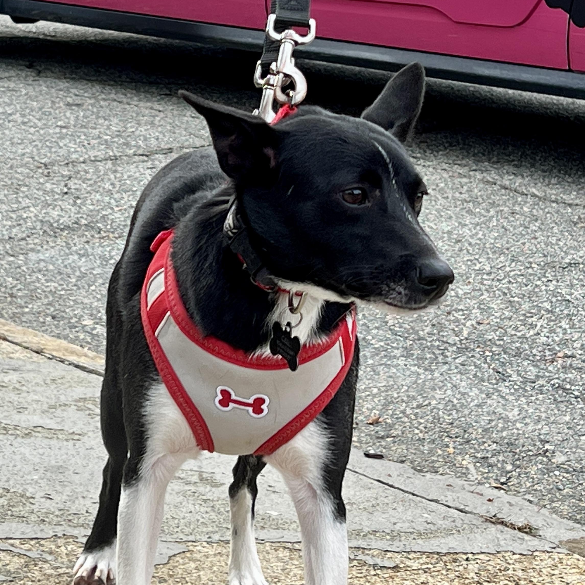 Enlarge Buddy, a Adoptable mixed breed in High Point, NC image 1/4